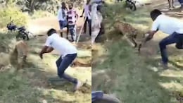 VIDEO : वाह रे पठ्ठ्या! तरुणाने बिबट्याला गर-गर फिरवलं, वनविभागाचे कर्मचारीही चकीत