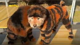 Watch: Outrage After China Zoo Paints Chow Chow Dogs To Look Like Tigers