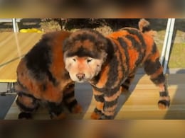 Watch: Outrage After China Zoo Paints Chow Chow Dogs To Look Like Tigers Watch: Outrage After China Zoo Paints Chow Chow Dogs To Look Like Tigers