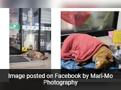 Thai Princess Adopts 'Hachiko Of Korat,' Loyal Dog Who Mourned Late Owner