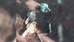 Anti Naxal Operations: डीआरजी, बीएसएफ एवं बीडीएस टीम का संयुक्त एक्शन, नारायणपुर से चार IED बम बरामद