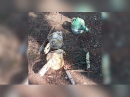 Anti Naxal Operations: डीआरजी, बीएसएफ एवं बीडीएस टीम का संयुक्त एक्शन, नारायणपुर से चार IED बम बरामद Anti Naxal Operations: डीआरजी, बीएसएफ एवं बीडीएस टीम का संयुक्त एक्शन, नारायणपुर से चार IED बम बरामद