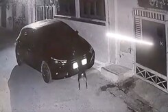 Car Hits Dog In Madhya Pradesh, Latter Takes Revenge Car Hits Dog In Madhya Pradesh, Latter Takes Revenge