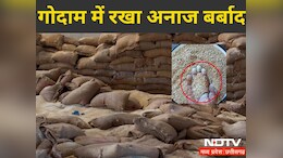 डिंडोरी : सैकड़ों क्विंटल गेहूं, चना और मसूर चढ़ा लापरवाही की भेंट, जिम्मेदारों ने साधी चुप्पी