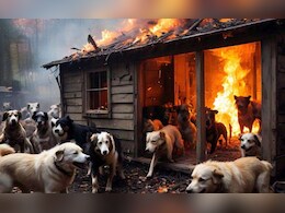 हत्या या हादसा? 10 कुत्तों की मौत पर उठे सवाल, जबलपुर पुलिस करेगी मामले की जांच