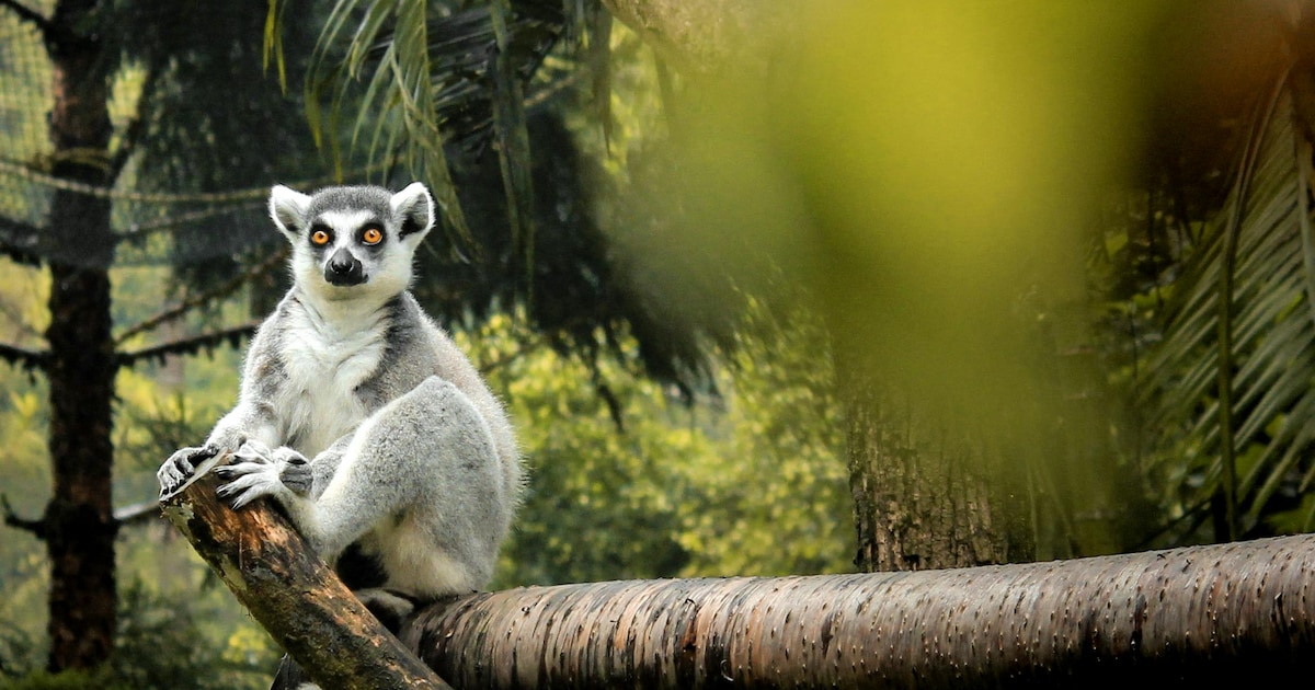 Most Endangered Species In The World