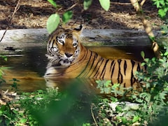 Danish Zoo Asks People To Donate Their 'Unwanted' Pets To Feed Predators