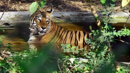 Danish Zoo Asks People To Donate Their 'Unwanted' Pets To Feed Predators