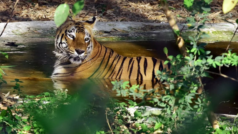 Danish Zoo Asks People To Donate Their 'Unwanted' Pets To Feed Predators