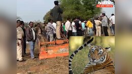पूर्व मंत्री के&nbsp;फार्म हाउस में बाघ ! ड्रोन से की जा रही निगरानी,&nbsp;वन विहीन जिला में कहां से आया ?