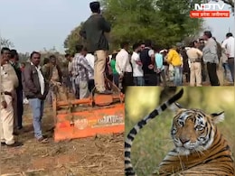 पूर्व मंत्री के फार्म हाउस में बाघ ! ड्रोन से की जा रही निगरानी, वन विहीन जिला में कहां से आया ? पूर्व मंत्री के फार्म हाउस में बाघ ! ड्रोन से की जा रही निगरानी, वन विहीन जिला में कहां से आया ?
