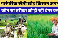 Bharatpur में Traditional Farming छोड़ Farmer अपना रहे कौन सा तरीका जो हो रही बंपर कमाई? Bharatpur में Traditional Farming छोड़ Farmer अपना रहे कौन सा तरीका जो हो रही बंपर कमाई?