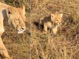 शेरनी के पीछे भागते नन्हे शावक ने मां को पुकारने के लिए लगाई ऐसी दहाड़, बार-बार सुनने का करेगा मन, Cute Video वायरल शेरनी के पीछे भागते नन्हे शावक ने मां को पुकारने के लिए लगाई ऐसी दहाड़, बार-बार सुनने का करेगा मन, Cute Video वायरल