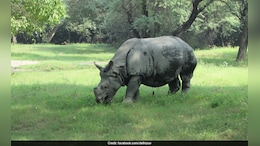 World Rhino Day 2026: Assam's Zero-Poaching Success Highlighted By Chief Minister Himanta Biswa Sarma