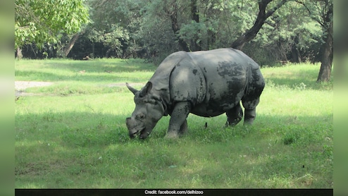 World Rhino Day 2026: Assam's Zero-Poaching Success Highlighted By Chief Minister Himanta Biswa Sarma