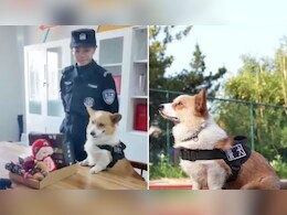 चीन के इस पुलिस डॉग ने कर दिया ऐसा कांड, गंवाना पड़ गया सलाना बोनस, सालभर की मेहनत पर इस वजह से फिरा पानी चीन के इस पुलिस डॉग ने कर दिया ऐसा कांड, गंवाना पड़ गया सलाना बोनस, सालभर की मेहनत पर इस वजह से फिरा पानी
