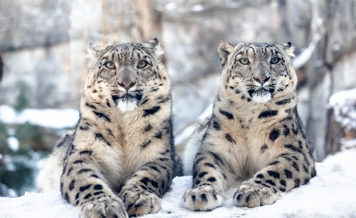Spot the elusive snow leopards in Ladakh. Photo: iStock