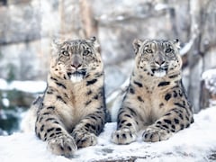 Uttarakhand Government To Introduce Snow Leopard Tour: What Travellers Can Expect