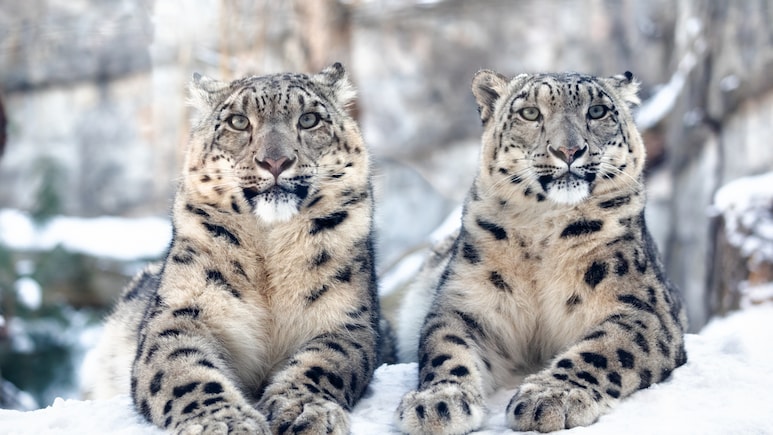 Uttarakhand Government To Introduce Snow Leopard Tour: What Travellers Can Expect
