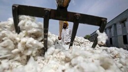 Cotton Duty-Free Import Extended: कापसाच्या दरावर संकट, आयात शुल्कमुक्त धोरणाने शेतकरी चिंतेत