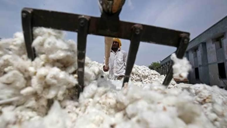 Cotton Duty-Free Import Extended: कापसाच्या दरावर संकट, आयात शुल्कमुक्त धोरणाने शेतकरी चिंतेत