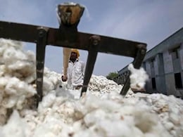 Cotton Duty-Free Import Extended: कापसाच्या दरावर संकट, आयात शुल्कमुक्त धोरणाने शेतकरी चिंतेत Cotton Duty-Free Import Extended: कापसाच्या दरावर संकट, आयात शुल्कमुक्त धोरणाने शेतकरी चिंतेत