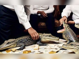 MP IT Raid: तीन मगरमच्छ, करोड़ों रुपये नकद और गोल्ड... जानें, पूर्व बीजेपी विधायक के घर रेड में क्या-क्या मिला? MP IT Raid: तीन मगरमच्छ, करोड़ों रुपये नकद और गोल्ड... जानें, पूर्व बीजेपी विधायक के घर रेड में क्या-क्या मिला?