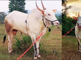 Kolhapur News : गावाचं नाव 2 राज्यांच्या बैलगाडा शर्यतीत गाजवलं, लक्ष्याच्या निधनाने अख्खा गाव शोकाकुल Kolhapur News : गावाचं नाव 2 राज्यांच्या बैलगाडा शर्यतीत गाजवलं, लक्ष्याच्या निधनाने अख्खा गाव शोकाकुल