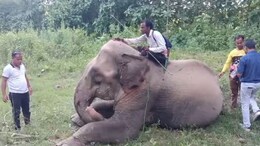 Curious Case Of Chandratara: Elephant With Cross-Border Ownership Claims