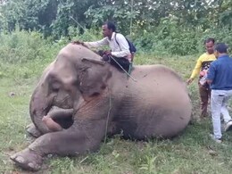 Curious Case Of Chandratara: Elephant With Cross-Border Ownership Claims