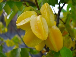 आप भी करते हैं इस फल का सेवन, तो जान लें हैरान करने वाले फायदे और नुकसान आप भी करते हैं इस फल का सेवन, तो जान लें हैरान करने वाले फायदे और नुकसान