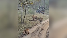 Watch: 5 Tigers Sunbathe In Front Of Tourists At Madhya Pradesh Reserve