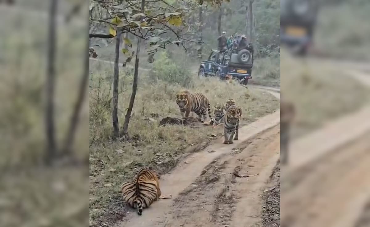 Watch: 5 Tigers Sunbathe In Front Of Tourists At Madhya Pradesh Reserve Watch: 5 Tigers Sunbathe In Front Of Tourists At Madhya Pradesh Reserve