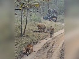 Watch: 5 Tigers Sunbathe In Front Of Tourists At Madhya Pradesh Reserve Watch: 5 Tigers Sunbathe In Front Of Tourists At Madhya Pradesh Reserve