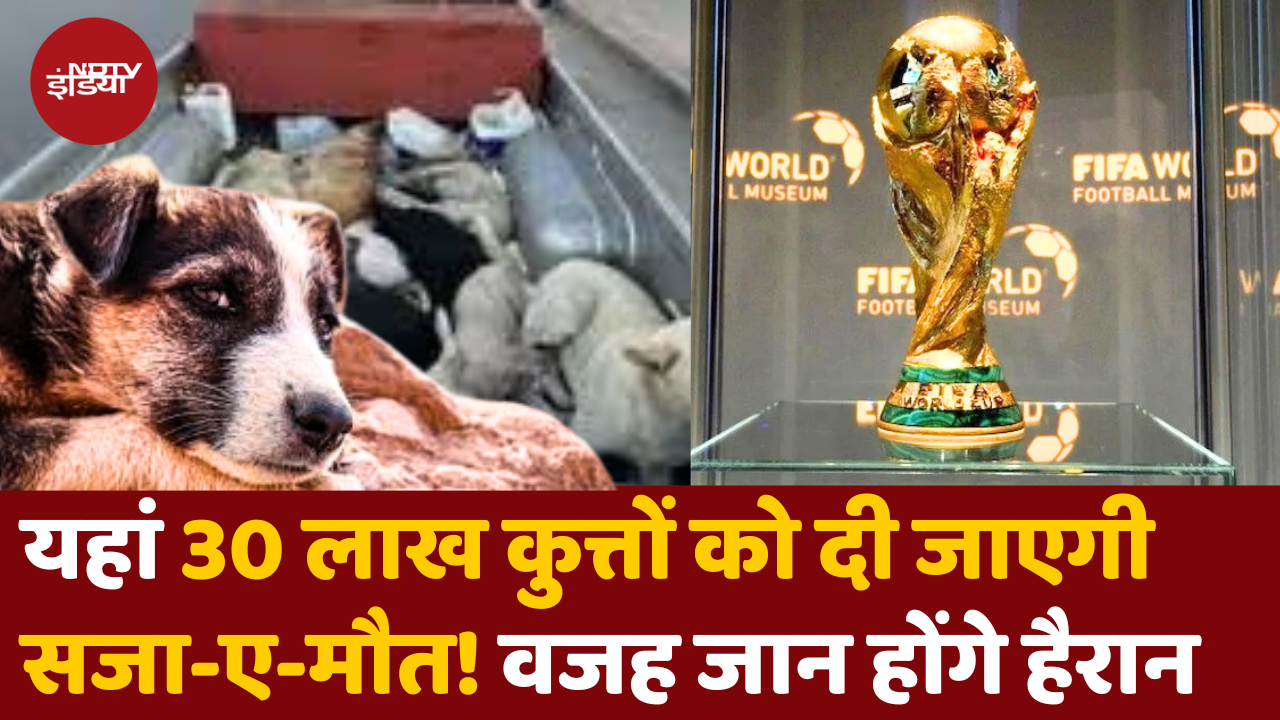 Morocco में 3 Million Stray Dogs को दी जाएगी सजा-ए-मौत! वजह जान रह जाएंगे हैरान