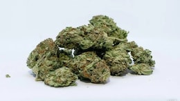 Hydroponic Weed Worth Rs 20 Crore Seized At Mumbai Airport; 3 Arrested