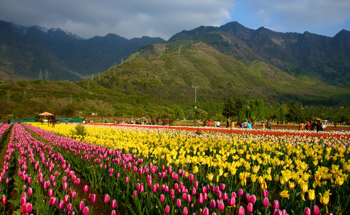 Tulip Garden. Photo: iStock Tulip Garden. Photo: iStock