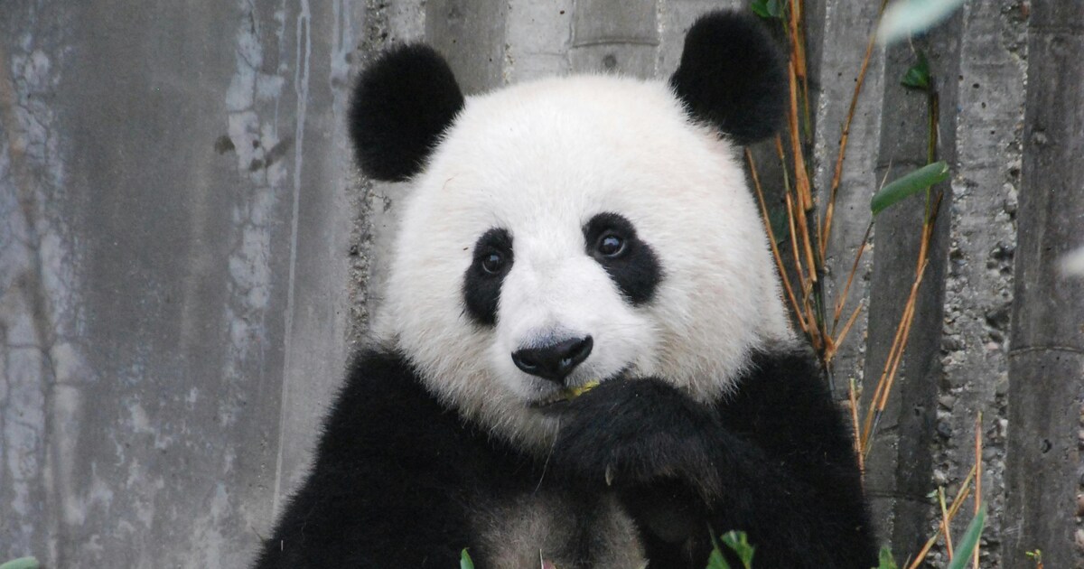 Red Panda vs Giant Panda: What's The Difference