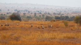 9 Endangered Great Indian Bustards Moved From Jaisalmer Amid India-Pak Tensions
