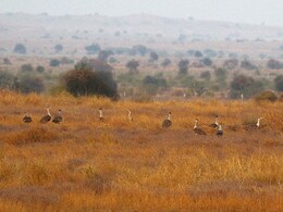9 Endangered Great Indian Bustards Moved From Jaisalmer Amid India-Pak Tensions