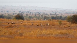 In Rare Sighting, 12 Endangered Great Indian Bustards Spotted Together In Rajasthan