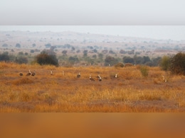 In Rare Sighting, 12 Endangered Great Indian Bustards Spotted Together In Rajasthan