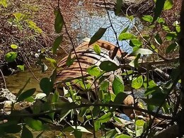 Tiger Dead: जंगल के बीच मृत मिली 4-5 वर्ष की बाघिन, मानव हस्तक्षेप की इस तरह जताई गई संभावना Tiger Dead: जंगल के बीच मृत मिली 4-5 वर्ष की बाघिन, मानव हस्तक्षेप की इस तरह जताई गई संभावना