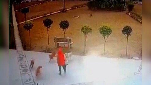 नोएडा में आवारा कुत्तों का आतंक, पार्क में घूमने जा रही महिला पर झुंड ने किया हमला