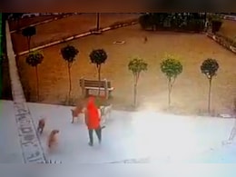 नोएडा में आवारा कुत्तों का आतंक, पार्क में घूमने जा रही महिला पर झुंड ने किया हमला नोएडा में आवारा कुत्तों का आतंक, पार्क में घूमने जा रही महिला पर झुंड ने किया हमला