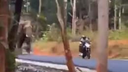 Dramatic Video Shows Elephant Chasing Biker In Kerala Forest