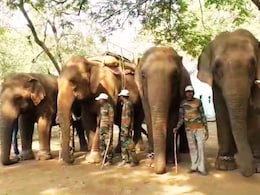 Elephant on Winter Vacation : गडचिरोली अन् मेळघाटातील हत्ती हिवाळी सुट्टीवर, काय आहे प्लान?