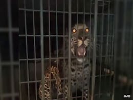 Leopard Caught In Gurugram Residential Society After 4-Hour Long Operation Leopard Caught In Gurugram Residential Society After 4-Hour Long Operation