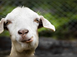 Gwalior : मटन खाने के शौकीन कार से चुरा रहे बकरी, किसी को कानों-कान नहीं खबर