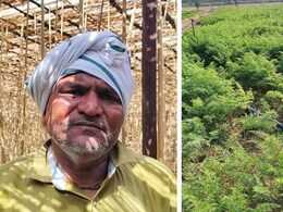 ट्रक लेकर मंडी आते-जाते मिला कमाई का ट्रिक, ड्राइवरी छोड़ शुरू की खेती, आज लाखों की कर रहा कमाई ट्रक लेकर मंडी आते-जाते मिला कमाई का ट्रिक, ड्राइवरी छोड़ शुरू की खेती, आज लाखों की कर रहा कमाई